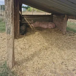 La Ferme de la Grange - Les Ulis