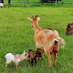 La Ferme de la Grange - Les Ulis