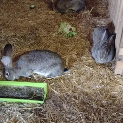 La Ferme de la Grange - Les Ulis