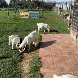 La Ferme de la Grange - Les Ulis