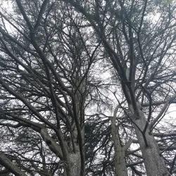 Alphonse de Lamartine Museum - Mâcon (Macon