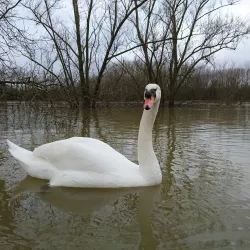 Saône River Promenade - Mâcon (Macon