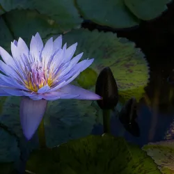 Jardin Botanique Exotique de Menton - Menton
