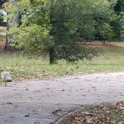 Parc de la Mairie - Merignac