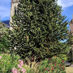 Musée Anne de Beaujeu - Montlucon