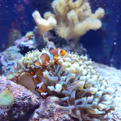 Aquarium Mare Nostrum - Montpellier