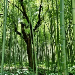 Jardin des Plantes de Montpellier - Montpellier