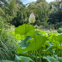 Jardin des Plantes de Montpellier - Montpellier