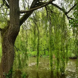 Parc de la Mare aux Champs - Montévrain