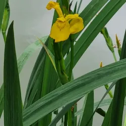 Parc de la Mare aux Champs - Montévrain