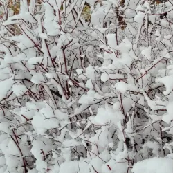 Parc des Communes de Montévrain - Montévrain