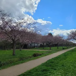 Parc des Communes de Montévrain - Montévrain