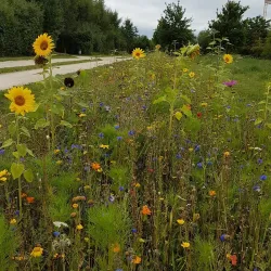 Parc des Communes de Montévrain - Montévrain
