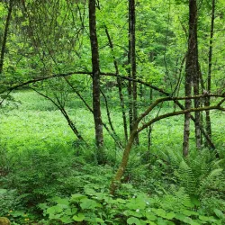 Lac de Montriond - Morzine