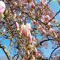 Parc Salvator - Mulhouse