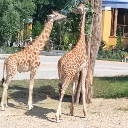 Parc Zoologique et Botanique de Mulhouse - Mulhouse