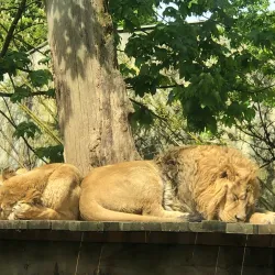 Parc Zoologique et Botanique de Mulhouse - Mulhouse