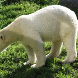 Parc Zoologique et Botanique de Mulhouse - Mulhouse