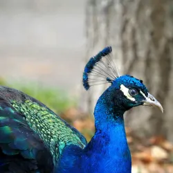 Parc de la Pépinière - Nancy
