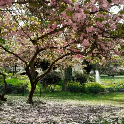 Parc des Anciennes Mairies - Nanterre