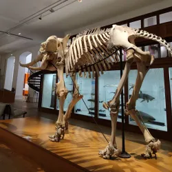 Muséum d'Histoire Naturelle de Nantes - Nantes