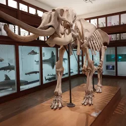 Muséum d'Histoire Naturelle de Nantes - Nantes