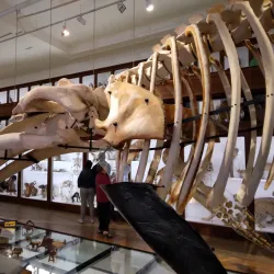 Muséum d'Histoire Naturelle de Nantes - Nantes