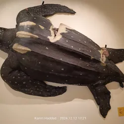 Muséum d'Histoire Naturelle de Nantes - Nantes