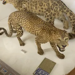 Muséum d'Histoire Naturelle de Nantes - Nantes