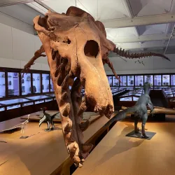 Muséum d'Histoire Naturelle de Nantes - Nantes