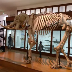 Muséum d'Histoire Naturelle de Nantes - Nantes