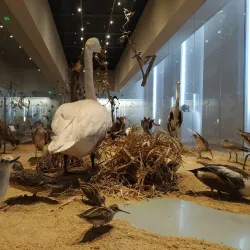 Musée Bernard d'Agesci - Niort