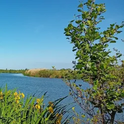 Sèvre Niortaise River Walk - Niort