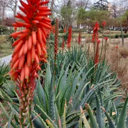 Jardin de la Miranda - Perpignan