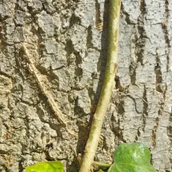 Jardin de la Miranda - Perpignan