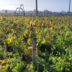 Château Haut-Brion - Pessac