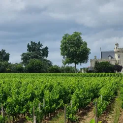 Château Pape Clément - Pessac