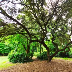 Parc de la Chêneraie - Pessac