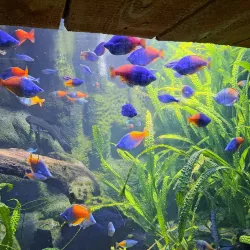 Aquarium de Poitiers - Poitiers