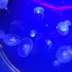 Aquarium de Poitiers - Poitiers