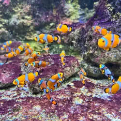 Aquarium de Poitiers - Poitiers