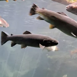 Aquarium de Poitiers - Poitiers