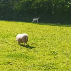 Parc des Gayeulles - Rennes