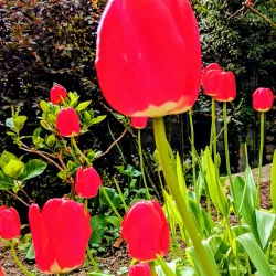 Rue Saint-Michel - Rennes