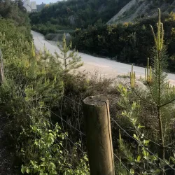 Forêt de Quénécan - Rostrenen