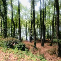 Forêt de Quénécan - Rostrenen