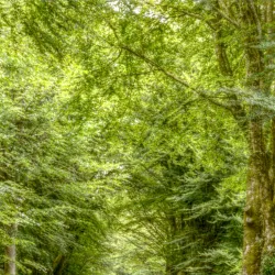 Forêt de Quénécan - Rostrenen