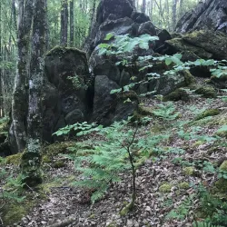 Forêt de Quénécan - Rostrenen