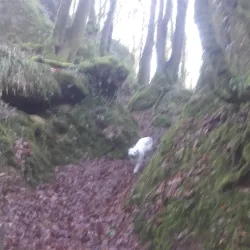 Sentier de Randonnée autour de Rostrenen - Rostrenen