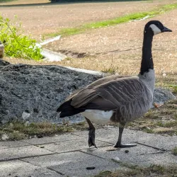 Parc de Bois-Préau - Rueil-Malmaison